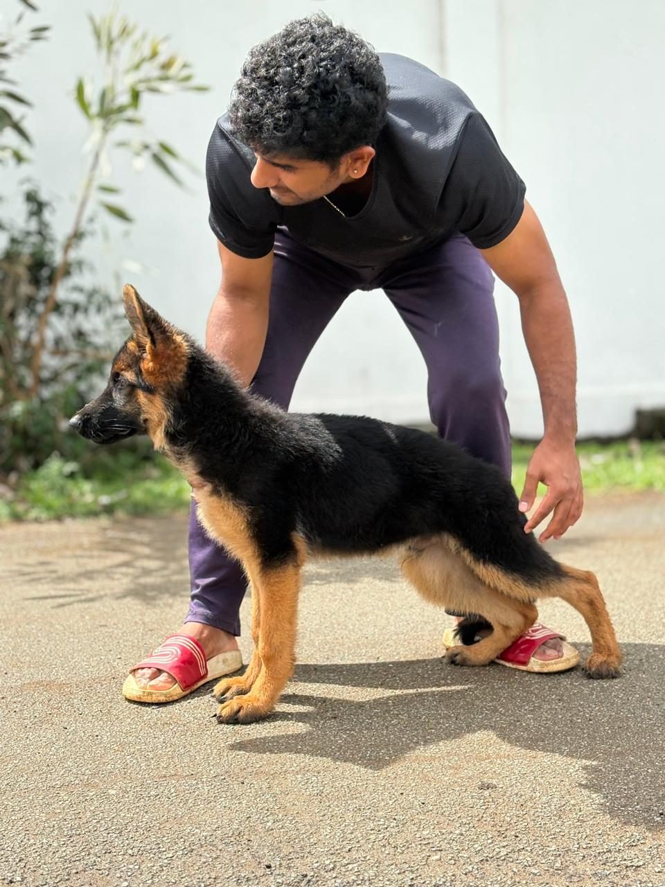 German Shepherd puppy at home